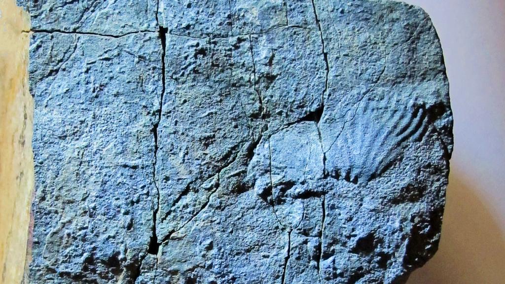 VISITA VIRTUAL AL MUNA: FÓSILES