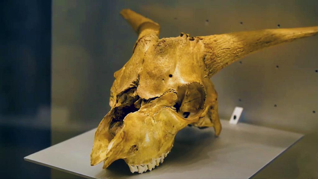 VISITA VIRTUAL AL MUNA: LA ACTIVIDAD GANADERA